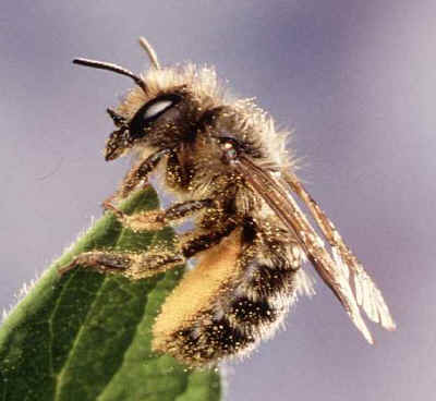 www.pollinatorparadise.com