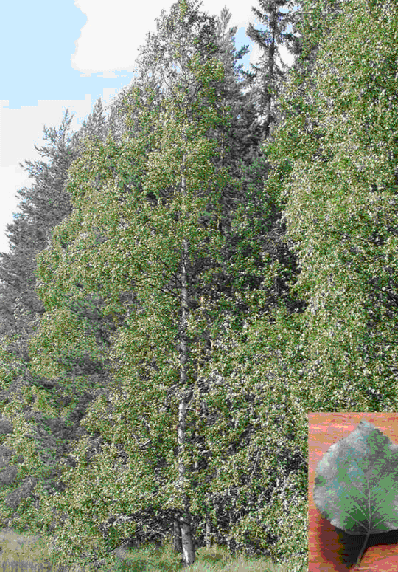 1.1.1.2. Betula pubescens Ehrh. (Purva jeb pkainais brzs)