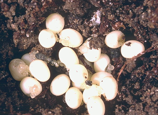 Lauka maijvaboles olas augsnē