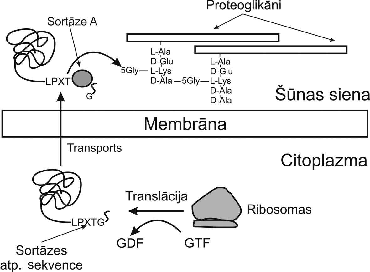 Gr+ baktēriju virsmas proteīnu sintēzes un piestiprināšanas shēma
