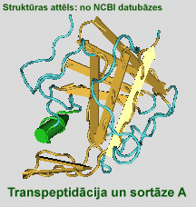 Sortaze A - proteinu transpeptidāze