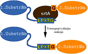 Sortāze
 šķeļ substrāta LPXTG sekvenci starp T un X, veidojot acil-enzīmu. Pēc tam otra substrāta aminogrupas N atoms kovalenti savienojas ar pirma substrāta T aminoskābes karboksilgrupas C atomu