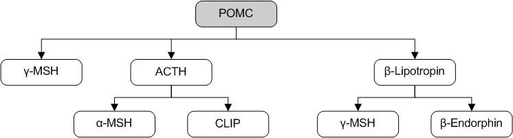 α-MSH un ACTH veidošanās no proopiomelanokortīna. http://edoc.hu-berlin.de